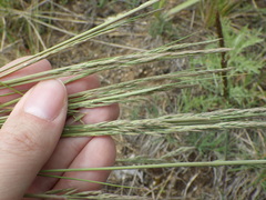 Festuca beckeri
