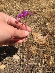Allium dichlamydeum