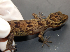 Cyrtodactylus marmoratus