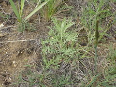 Centaurea pseudomaculosa