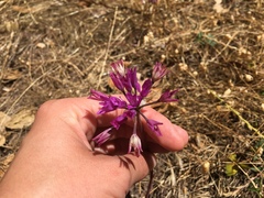 Allium dichlamydeum