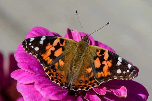 Painted Lady