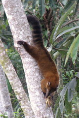 Nasua
