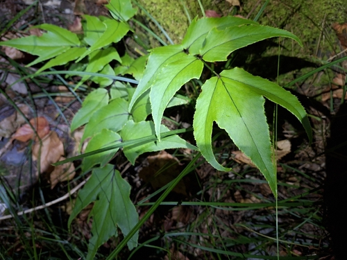 Cyrtomium caryotideum observed 2026-10-03