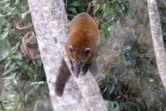 Nasua