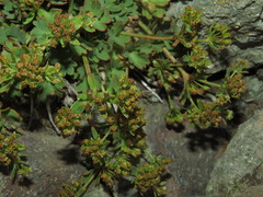Azorella andina