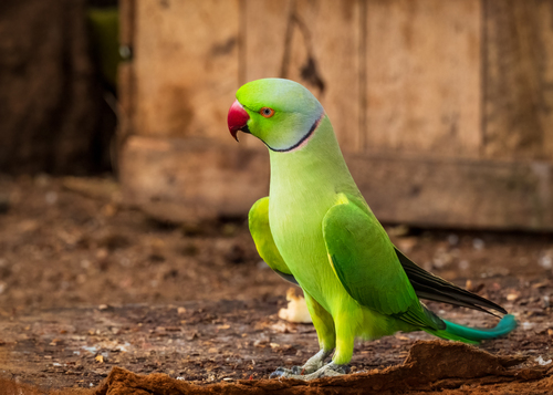 Rose-ringed Parakeet