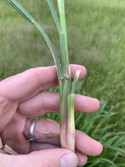 Tripsacum dactyloides