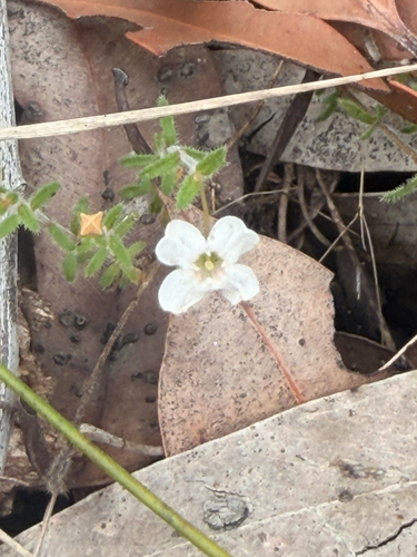 Mitrasacme polymorpha observed 2026-10-05