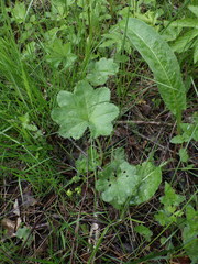 Alchemilla propinqua