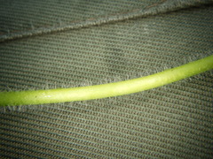 Alchemilla propinqua