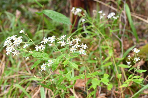 Olearia nernstii observed 2026-10-05