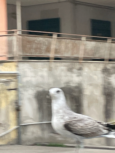 Yellow-legged Gull