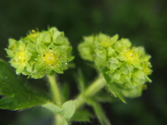 Alchemilla propinqua