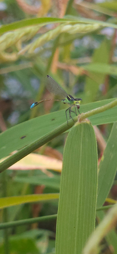 Rambur's Forktail
