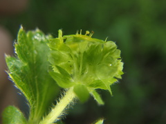 Alchemilla propinqua