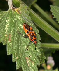 Corizus hyoscyami