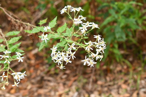 Olearia nernstii observed 2026-10-05