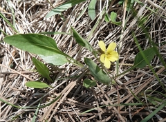 Viola nuttallii