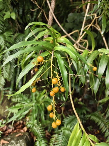 Dracaena angustifolia observed 2026-10-05