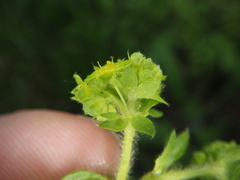 Alchemilla propinqua