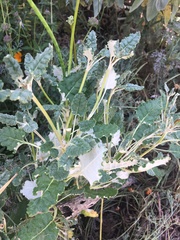 Eriogonum grande