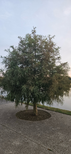 baldcypress