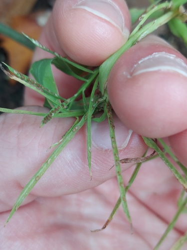 Paspalum repens observed 2026-10-03