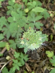 Hydrophyllum tenuipes