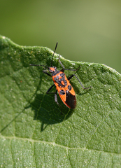 Corizus hyoscyami