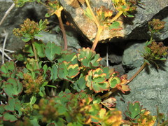 Azorella andina