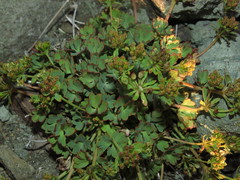Azorella andina