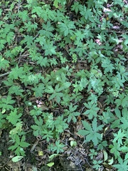 Hydrophyllum tenuipes