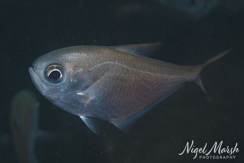 Pempheris schwenkii observed 2026-09-23