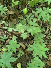 Hydrophyllum tenuipes