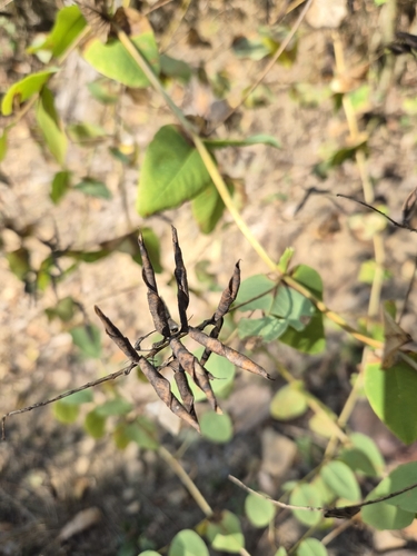 Pale-flowered Vetch