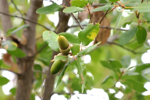 Quercus infectoria observed 2026-10-03