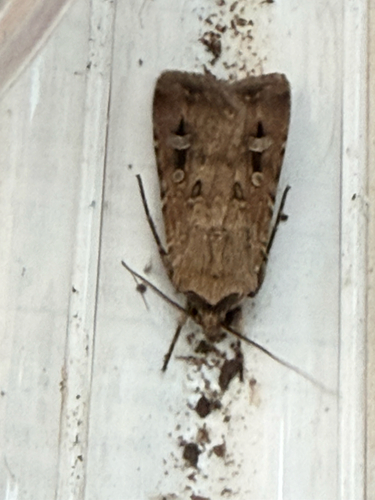Bogong Moth
