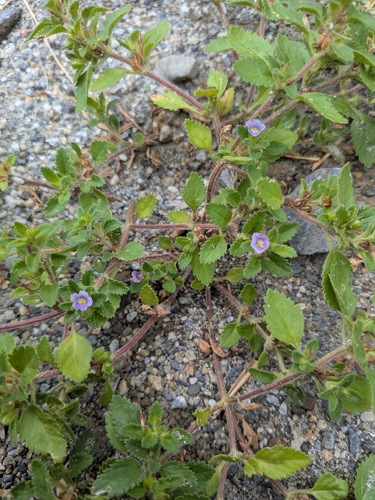 Stemodia verticillata observed 2026-10-05