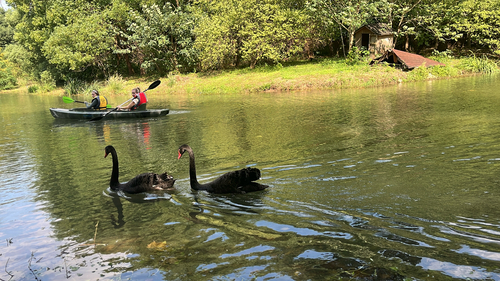 Black Swan