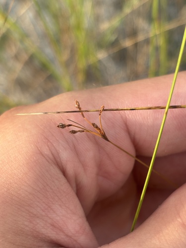 Bulbostylis ciliatifolia observed 2026-10-04
