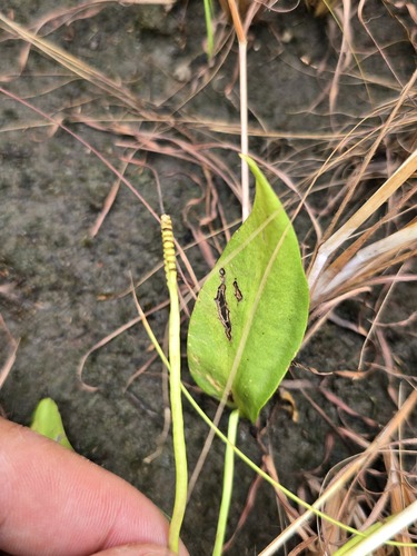 Ophioglossum costatum observed 2026-09-10