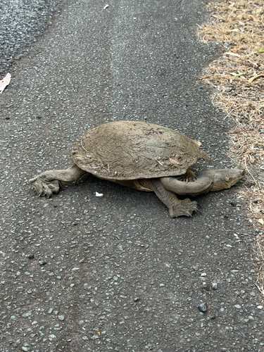 Broad-shelled Turtle