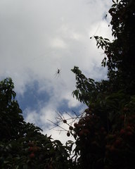 Trichonephila inaurata