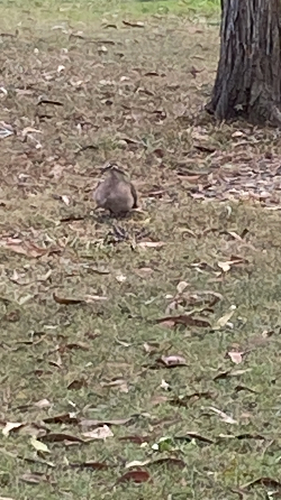 Common Bronzewing