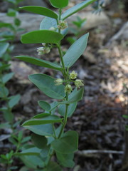 Diplolepis mucronata