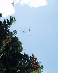 Trichonephila inaurata