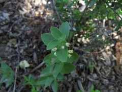 Diplolepis mucronata