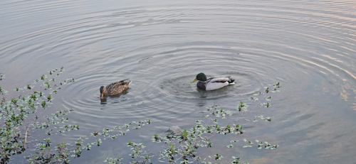 Mallard
