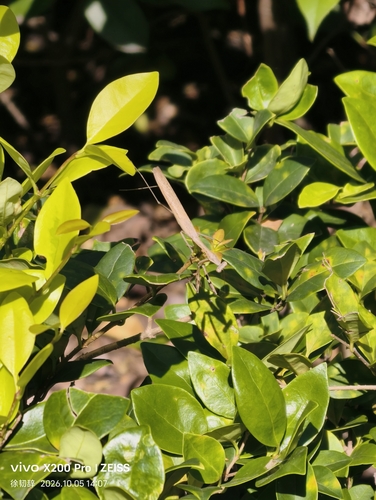 Asian Jumping Mantis